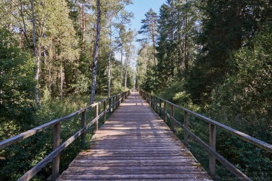 Steg von Alleshausen der in das Moorgebiet führt