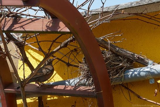 Zwischenlandung und von hier fliegt sie ins Nest