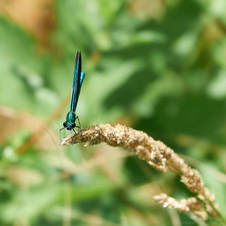 Blauflügel Prachtlibelle ?