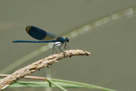 Gebänderte Prachtlibelle