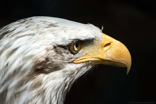 Weißkopfseeadler