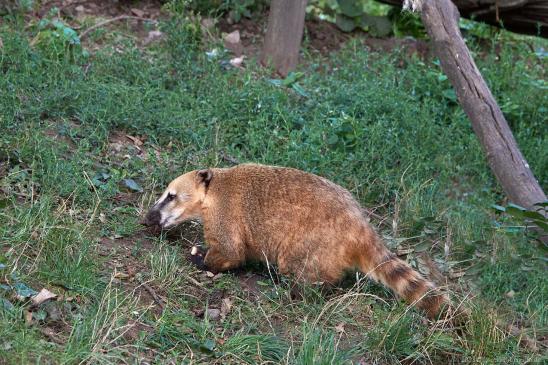 Südamerikanischer Nasenbär