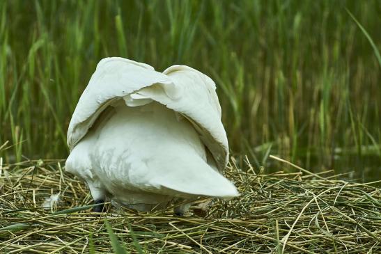 Ein schöner Rücken kann auch entzücken - Schwan beim brüten