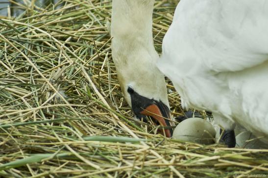 Blick ins Nest