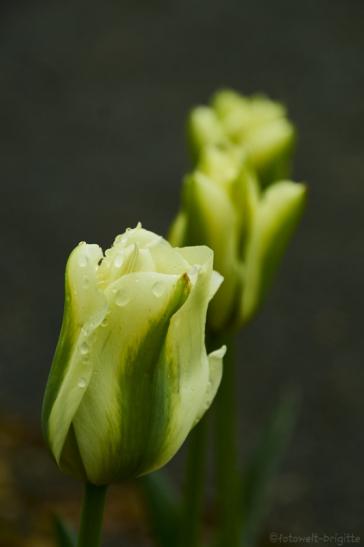 Tulpe 5