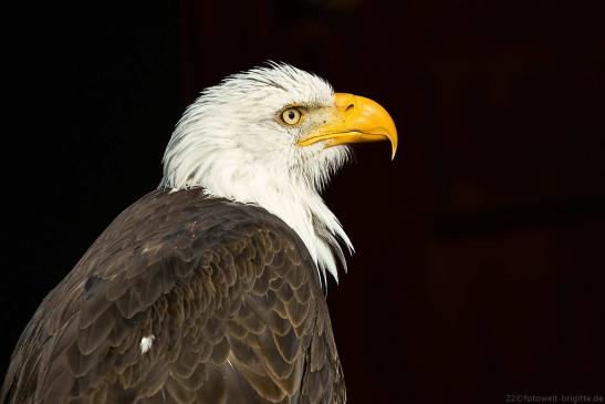 Weißkopfseeadler