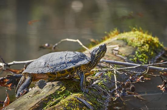 Schmuckschildkröte