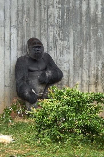 Westlicher Flachlandgorilla