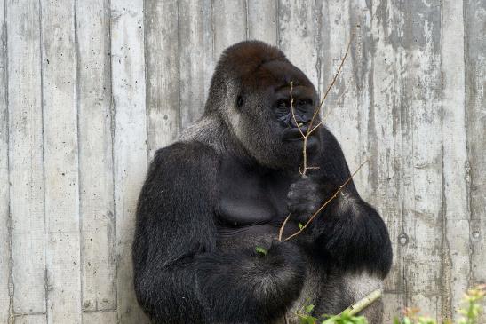 Westlicher Flachlandgorilla