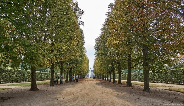 Allee im Park Pillnitz