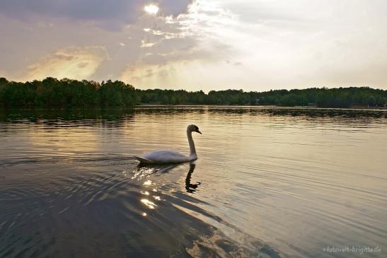 Schwan auf dem Breitenauer See