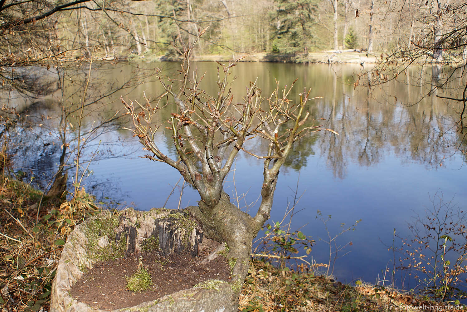 Bärensee