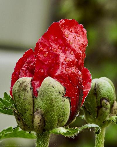 Mohn dunkelrot 1