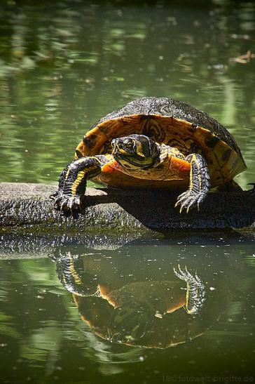 Schmuckschildkröte