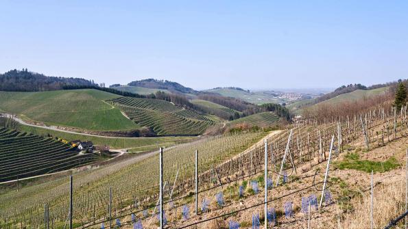 Blick auf die Weintalstrasse, im Hintergrund Oppenau