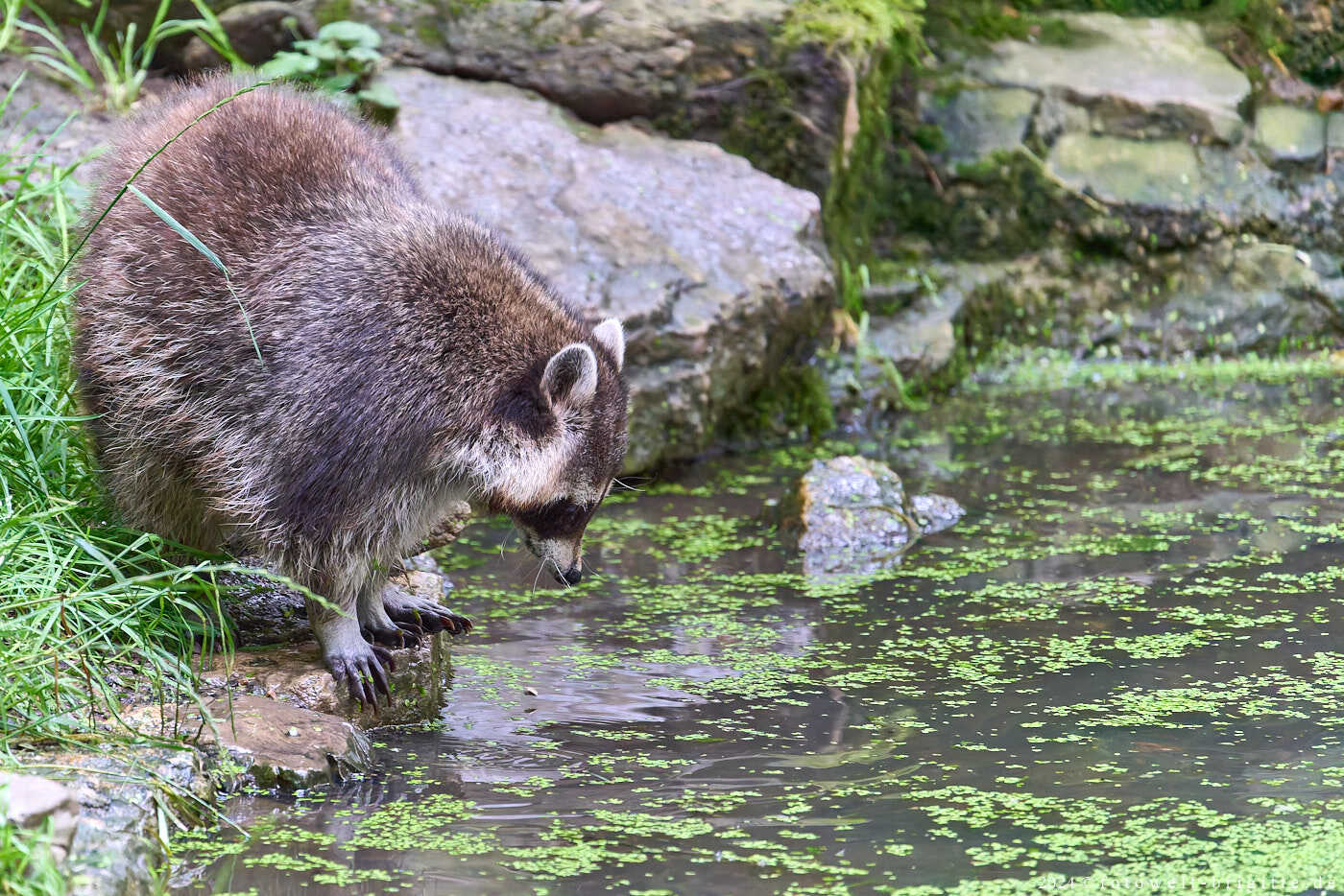 Waschbär