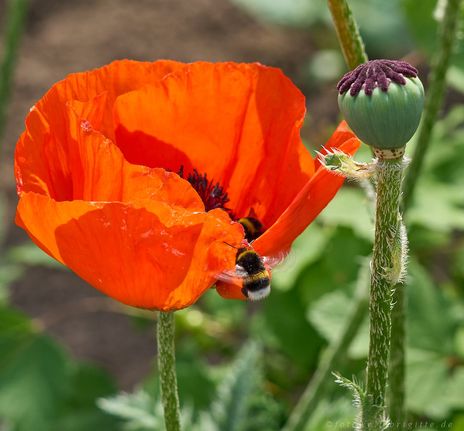 Erdhummel im Anflug auf Mohn