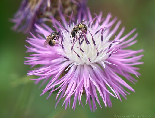 Bienen auf Flockenblume