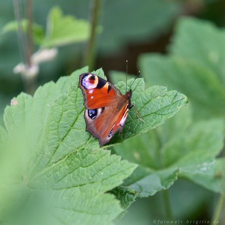 Tagpfauenauge auf Herbstanemone