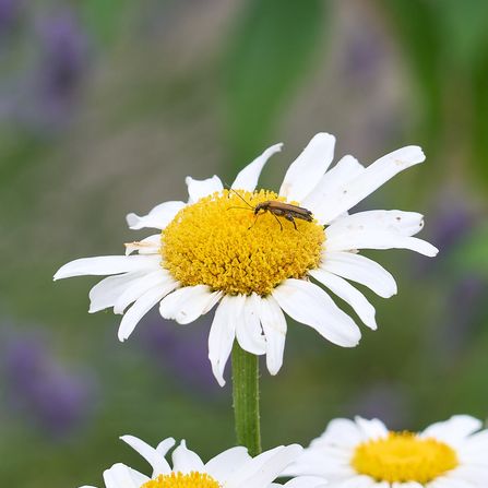  ? auf Margerite