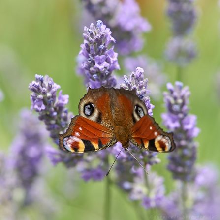 Tagpfauenauge am Lavendel