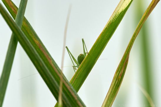 ich hüpf gleich weg