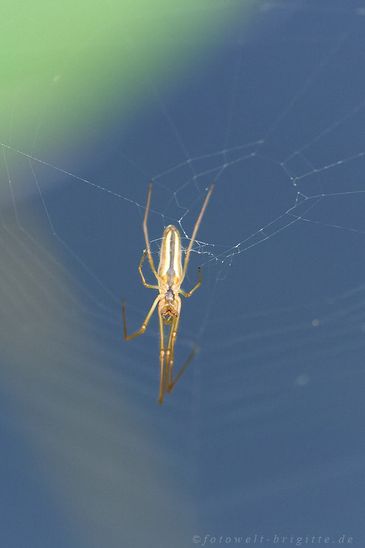Streckerspinne am Wasser