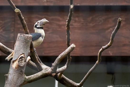 Visayas-Tariktikhornvogel