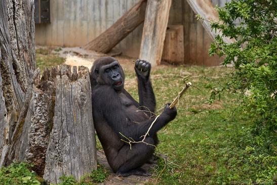 Westlicher Flachlandgorilla