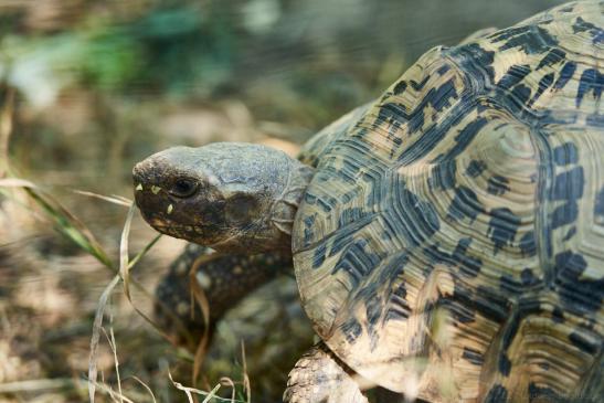 Schildkröte