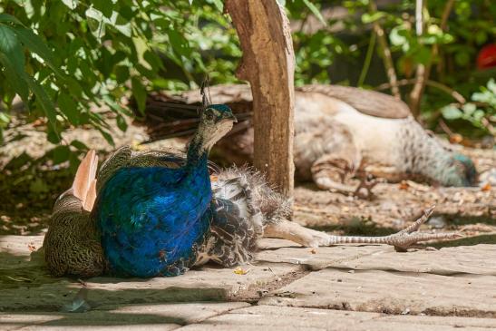 Pfau - Das nennt man: die Füße ausstrecken :-)