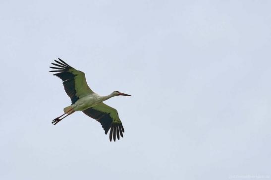 Storch