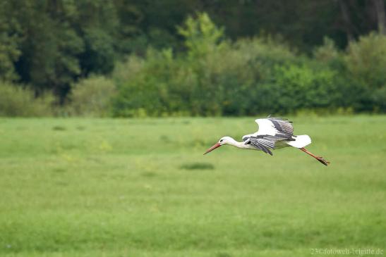 Storch