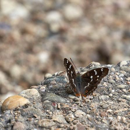 Kleiner Schillerfalter