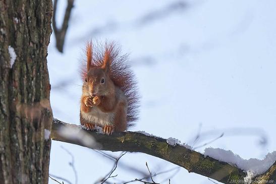 Eichhörnchen