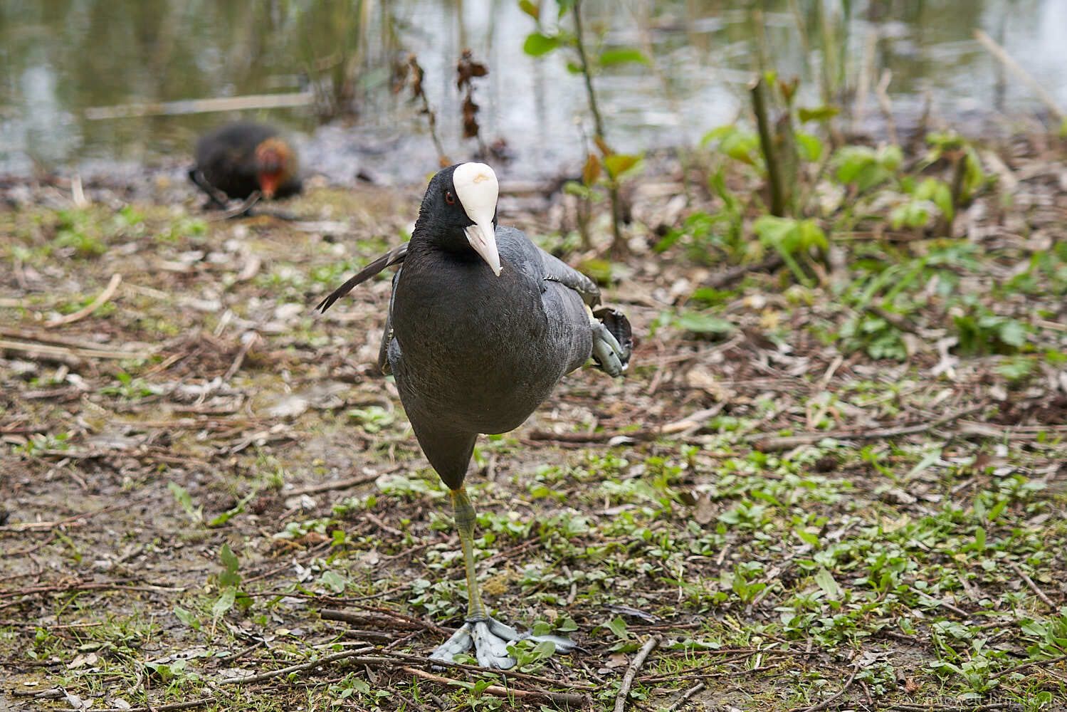 Blässhuhn