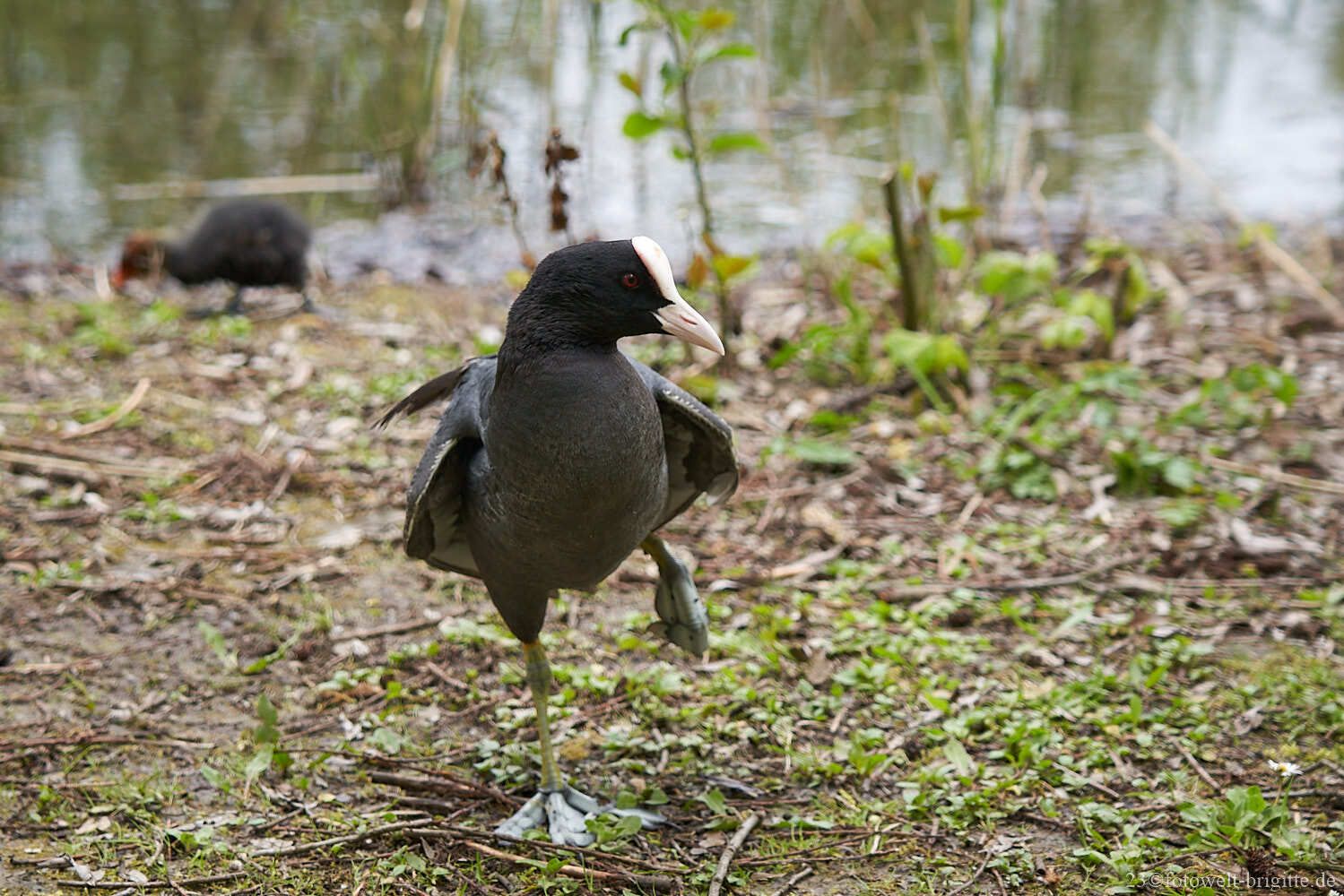 Blässhuhn