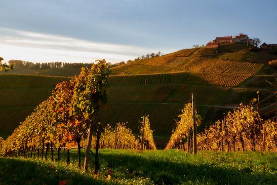 im Hintergrund Schloss Staufenberg