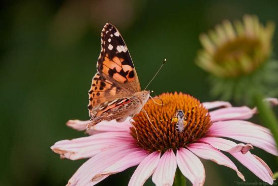 Distelfalter im Garten mit Tele, nach Objektivwechsel war er weg :-(