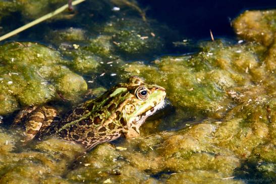 Frosch 2