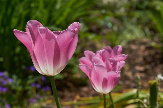 die letzten blühenden Tulpen
