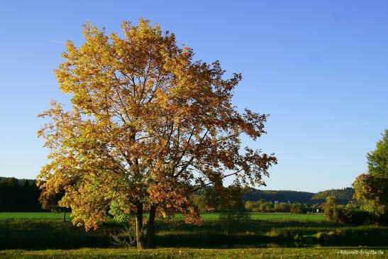 an der Donau