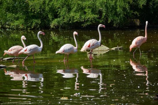 Flamingos, blühendes Barock