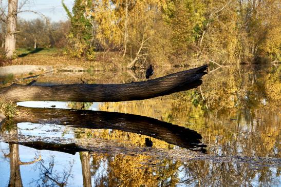 an der Kocher