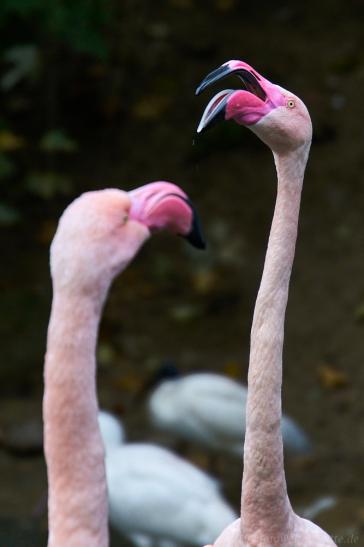 Flamingo, blühendes Barock