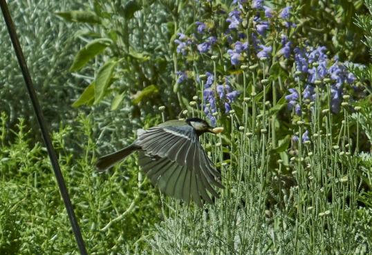 Abflug von der Futterstelle