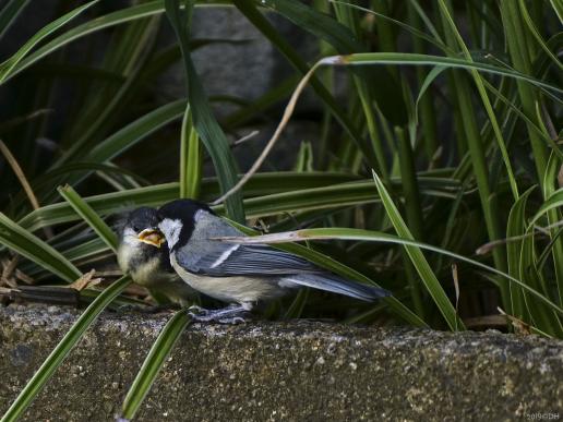 Meisennachwuchs im Garten