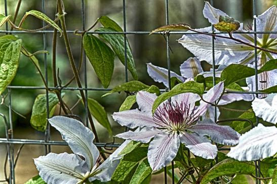 Clematis 2