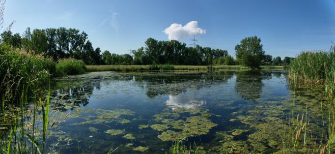 Biotop bei Nordheim