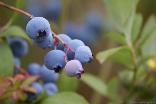 Heidelbeeren